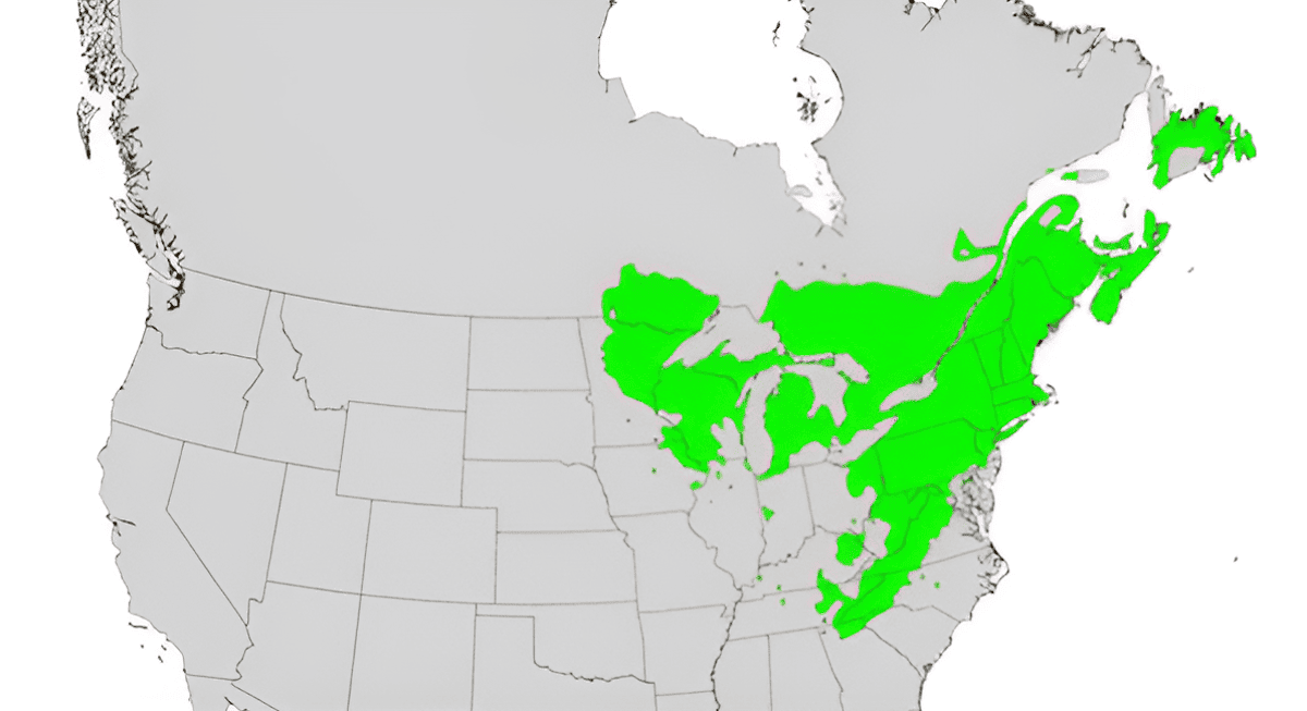 north american growing zone map for white pine