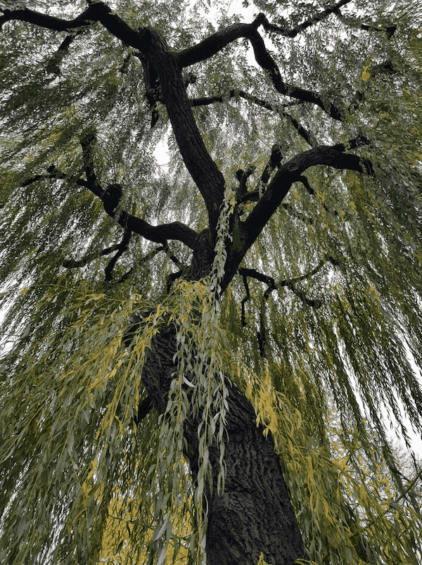 Plant Once And Harvest For Life Willow Trees