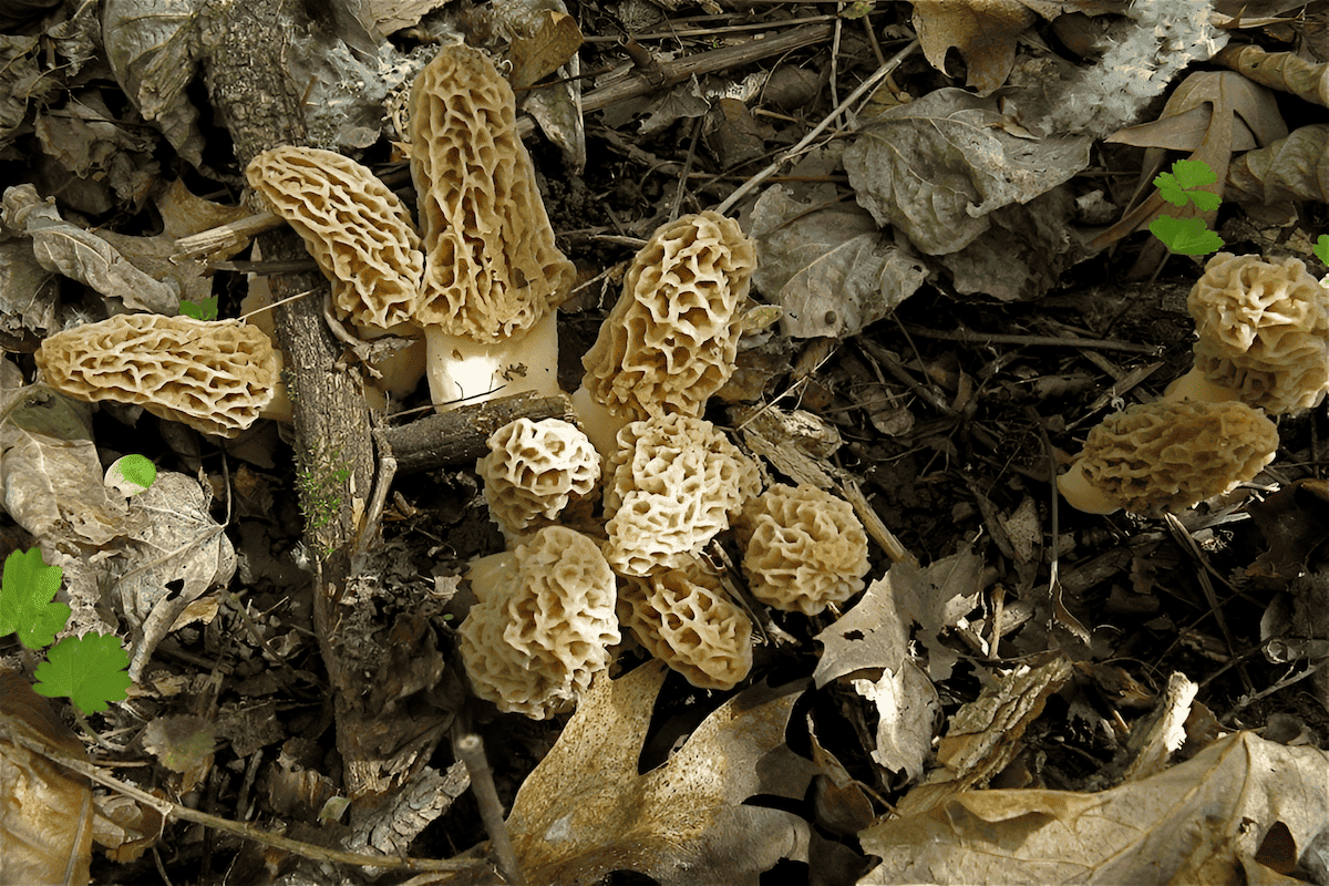 wild norel mushrooms