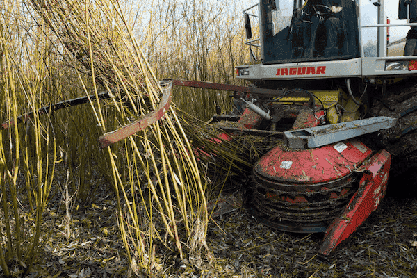 harvesting willow biomass