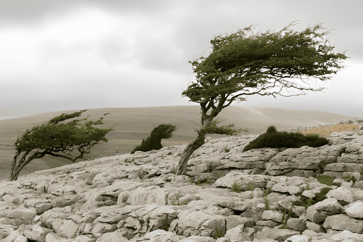 twisted or contorted shape due to the constant wind exposure to a tree