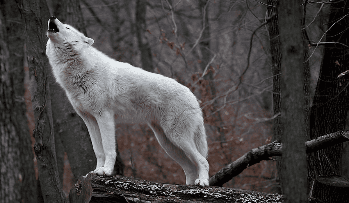 white spirit wolf howling at the forest