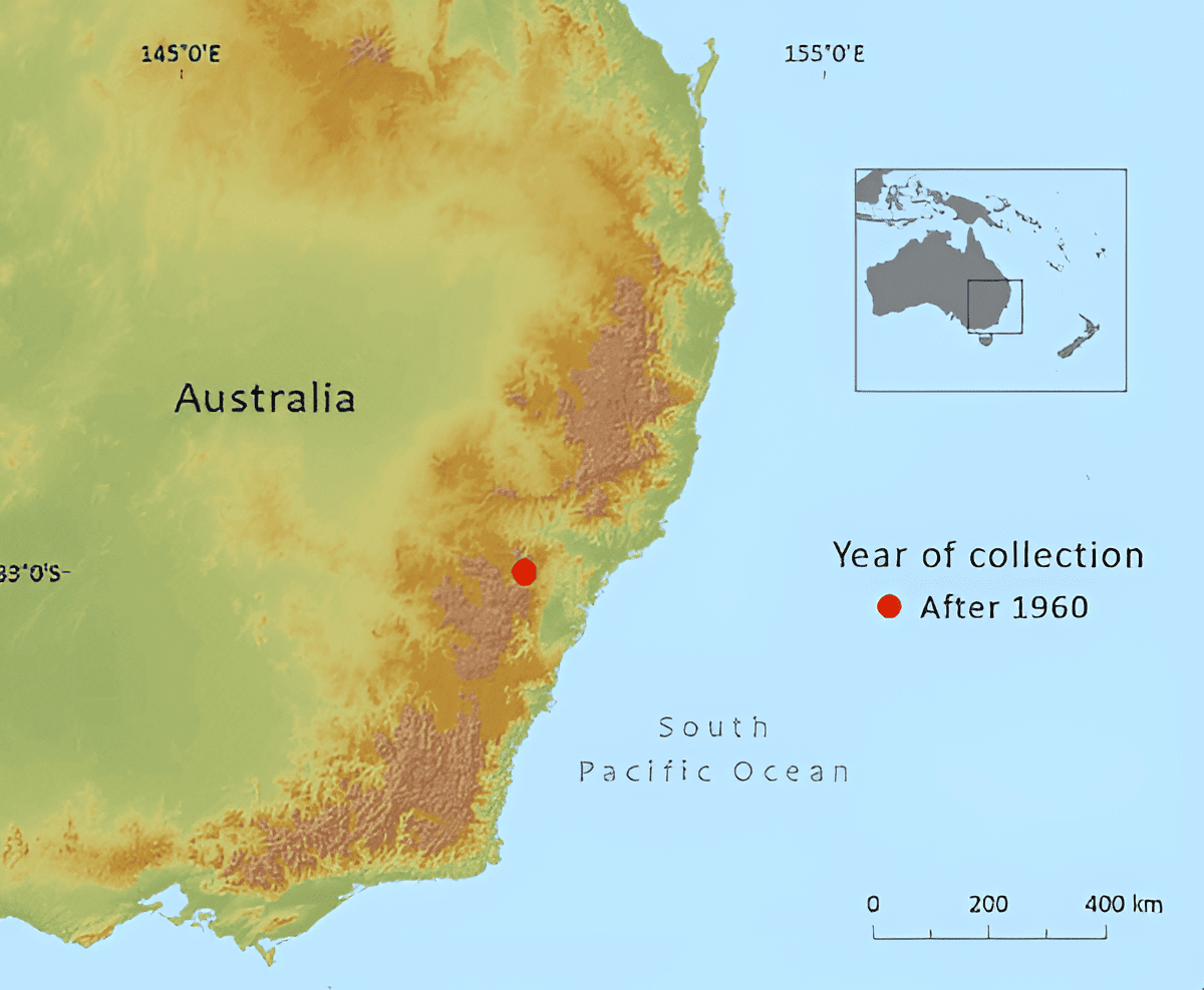 wollemi pine location map