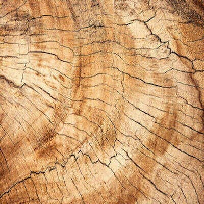 dinasour tree wood