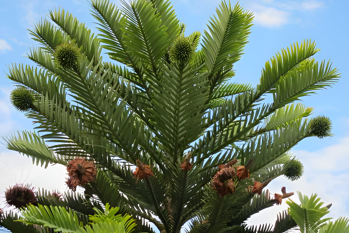 growing wollemi trees in australia