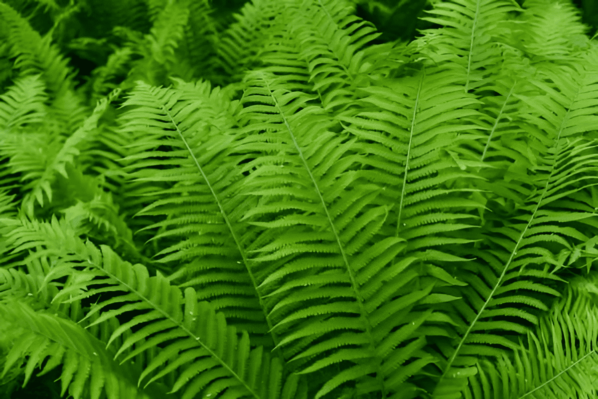 dryopteris spp.