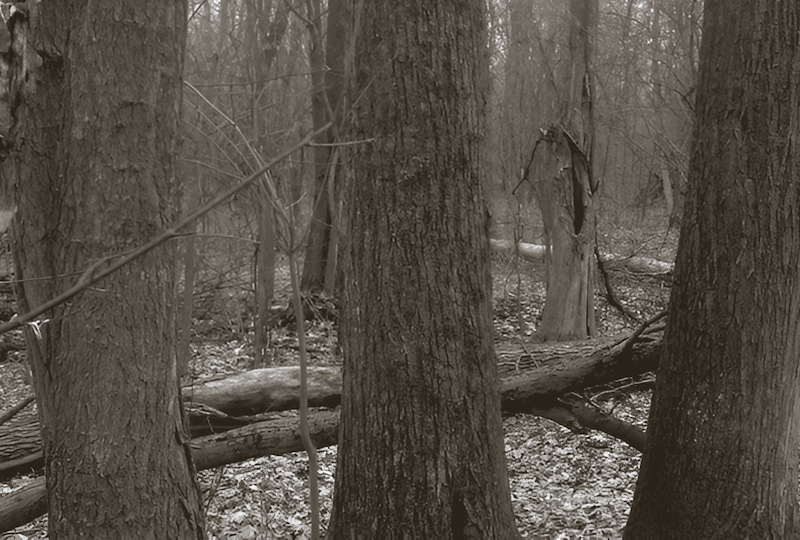 timber trees growing on your woodlot