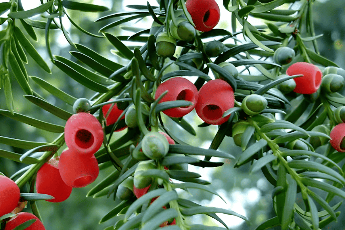 harvesting berries from the pacific yew tree