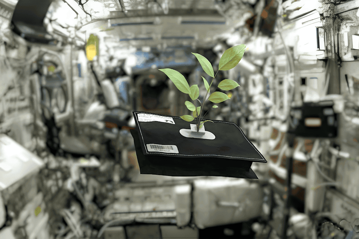 growing zero gravity trees