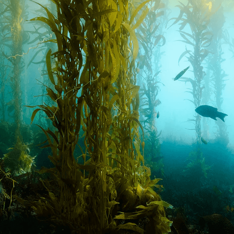 The World's Underwater Forests | Kelp Forests