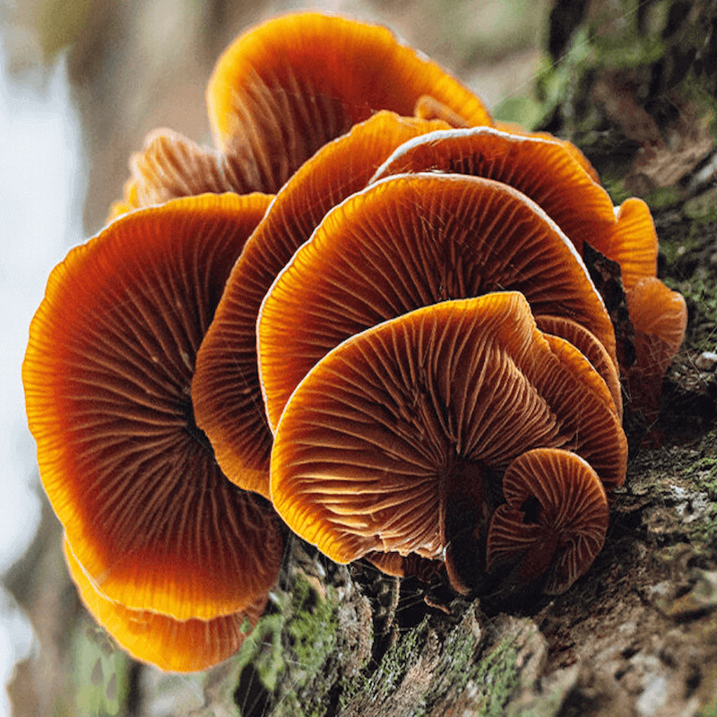 How to Forage for Mushrooms in Australia Without Dying — The Latch