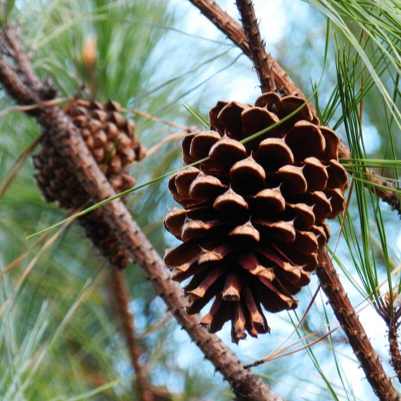 Seed Cones That Hang From Coniferous Pine, Spruce And Yew Trees