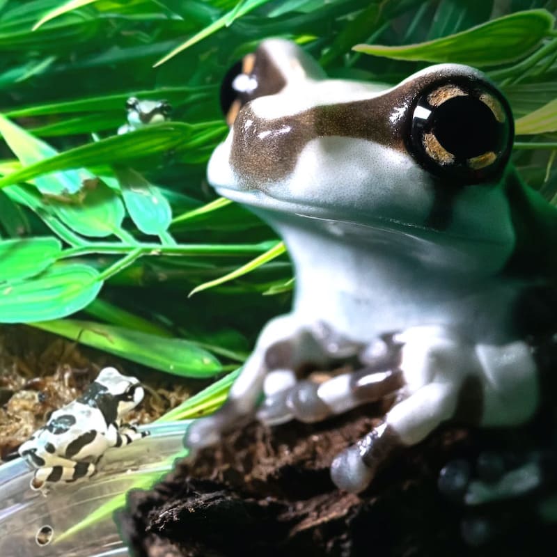 Global Guide to the Diverse World of Tree Frogs