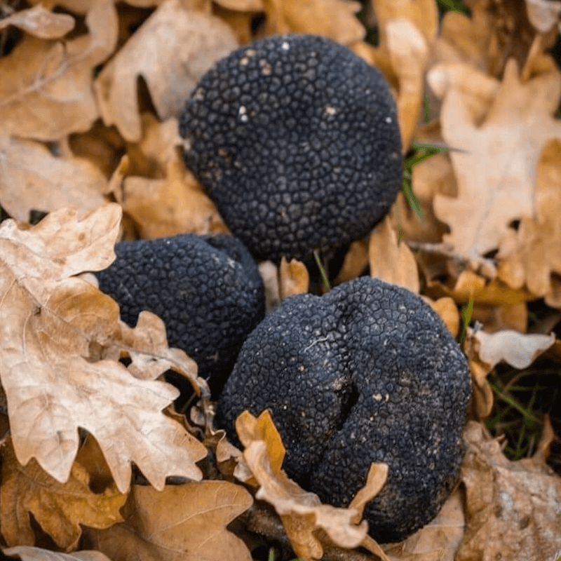 Truffle trees that grow black and white truffles worth $450 a pound